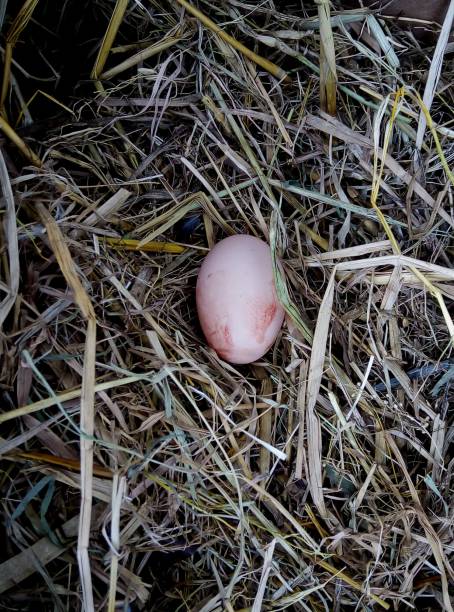 an egg laid by a free range chicken grown eating organic food stock photo