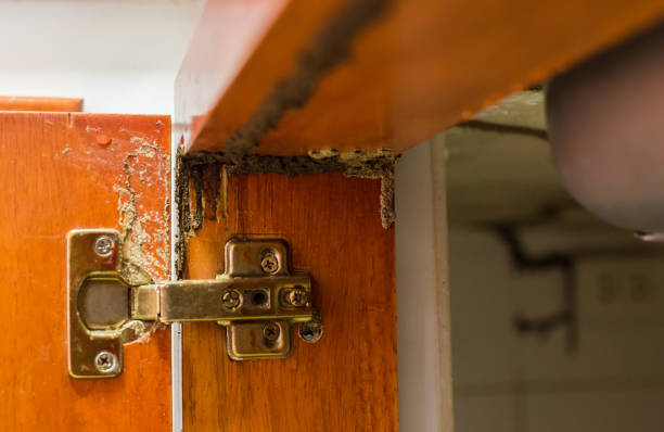Traces of termites eat wood, Timber beam of door damaged by termite which eat for a long time Traces of termites eat wood, Timber beam of door damaged by termite which eat for a long time, The wood home with termites damage in kitchen. thai door stock pictures, royalty-free photos & images