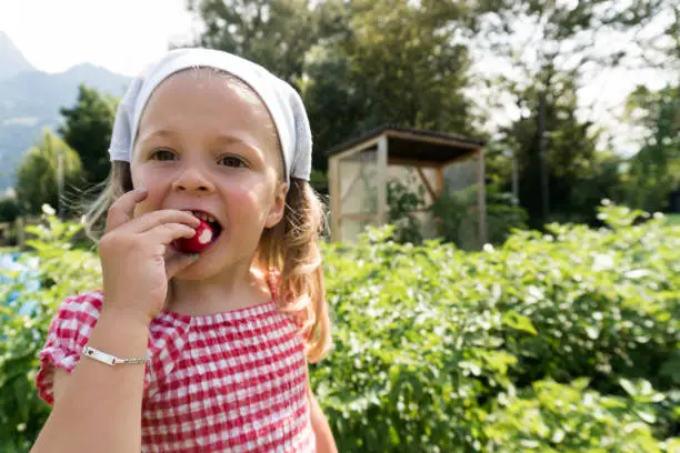 young pre-school girl eats a radish she just harvested in her vegetable patch
