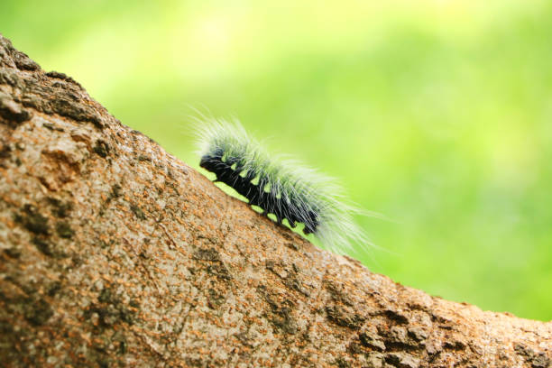 istock A long fur worm is walking up on a large tree. 1162989999