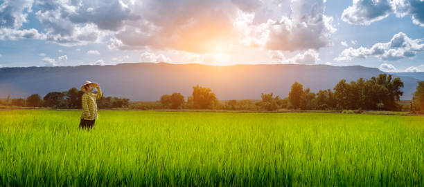 fermier de femme regardant des semis verts de riz dans un domaine de paddy avec le beau ciel et le nuage, le coucher de soleil au-dessus d'une chaîne de montagne à l'arrière-plan, montagnes de phuluang de scène rurale en thaïlande - summer cereal plant sunlight sun photos et images de collection