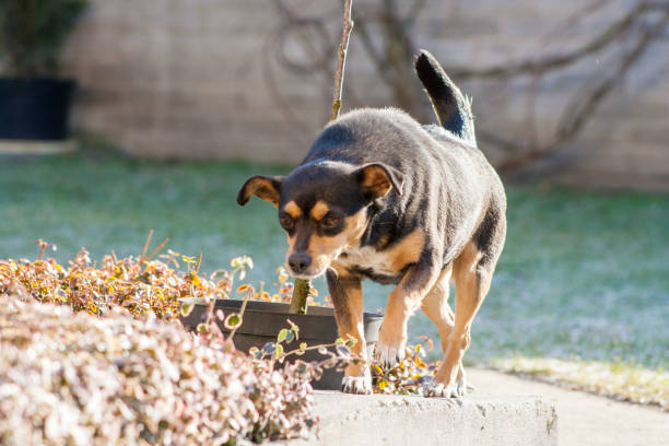 istock Dark dog in polish garden 1162991903