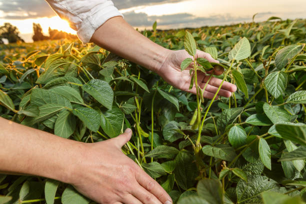 istock Agronomist  inspecting soya bean crops 1162994164