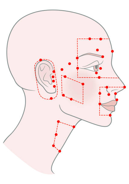 illustrazioni stock, clip art, cartoni animati e icone di tendenza di punti di agopuntura attivi sul modello di profilo ragazza con testa pelata calva rasata e un bel cranio. immagine vettoriale - acupuncture shiatsu reflexology meridians