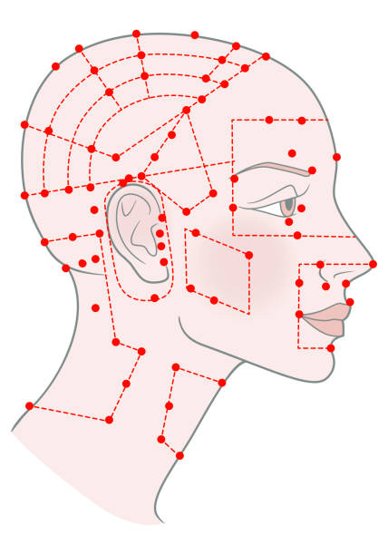 illustrazioni stock, clip art, cartoni animati e icone di tendenza di punti di agopuntura attivi sul modello di profilo ragazza con testa pelata calva rasata e un bel cranio. immagine vettoriale - acupuncture shiatsu reflexology meridians