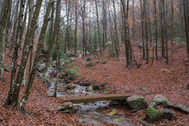 Montseny natural park in a raining day, Barcelona, Catalonia, Spain