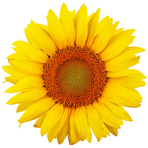 подсолнечник изолирован на белом фоне - sunflower field single flower flower стоковые фото и изображения