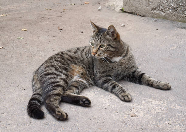 istock Domestic mackerel tabby cat lying on the ground 1162998709
