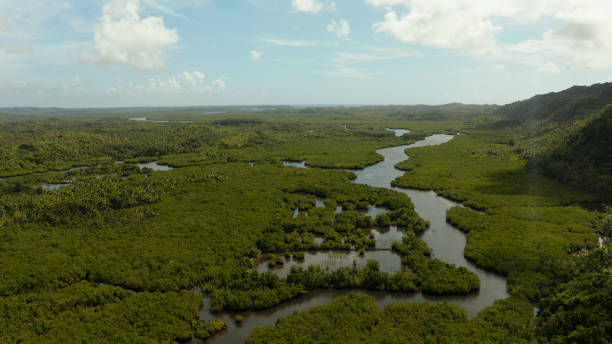 istock Aerial view of Mangrove forest and river 1162998789