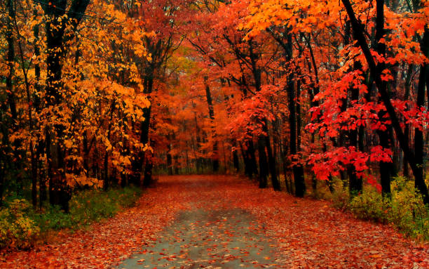 die straße mit herbstblättern bedeckt - november stock-fotos und bilder