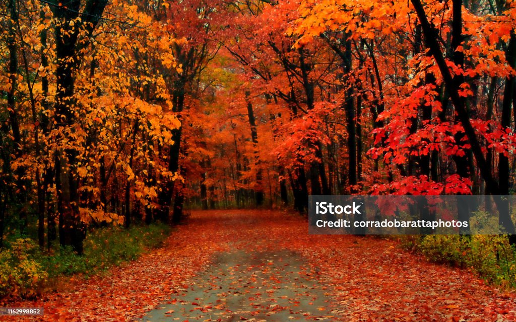 El camino cubierto de hojas de otoño - Foto de stock de Otoño libre de derechos