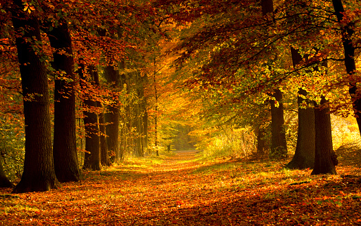 El camino cubierto de hojas en el bosque photo