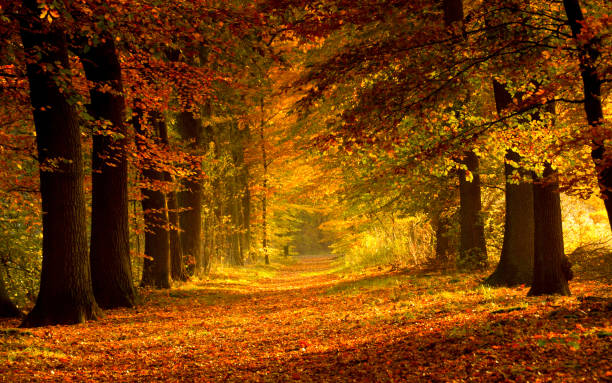 el camino cubierto de hojas en el bosque - oh beautiful fotografías e imágenes de stock