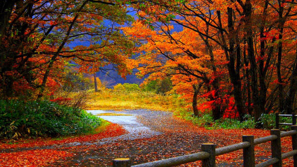 los hermosos colores de los meses de otoño - condado de king fotografías e imágenes de stock