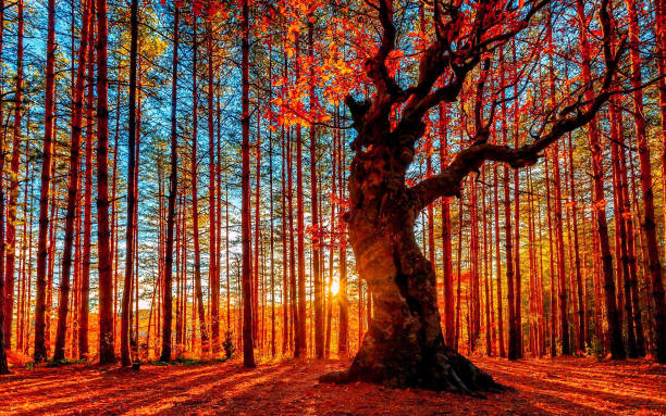 el sol se pone detrás del bosque otoñal - octubre fotos fotografías e imágenes de stock