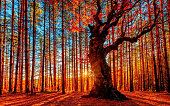The sun goes down behind the autumn forest