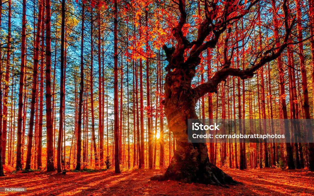 The sun goes down behind the autumn forest autumn Autumn Stock Photo