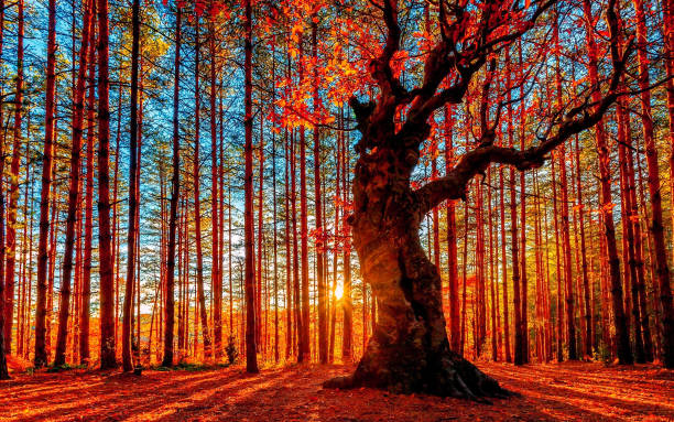 The sun goes down behind the autumn forest autumn october stock pictures, royalty-free photos & images