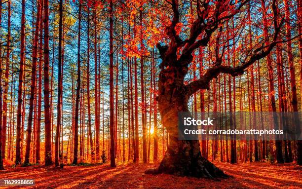 The Sun Goes Down Behind The Autumn Forest Stock Photo - Download Image Now - Autumn, Landscape - Scenery, Nature