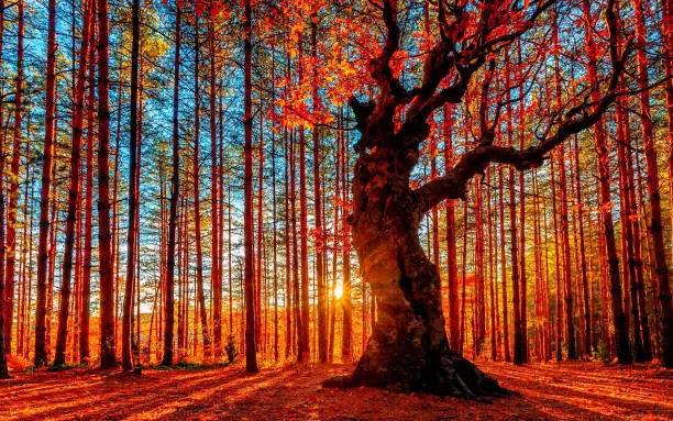 Photo of The sun goes down behind the autumn forest