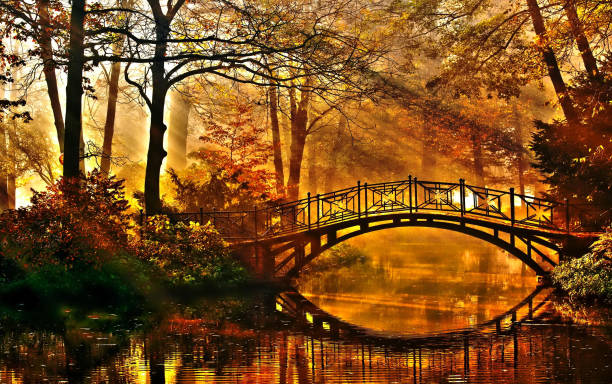 The river's water flows slowly through the autumn forest