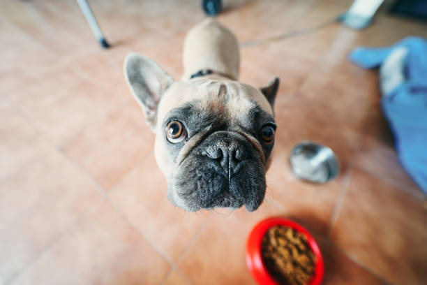 istock young brown French Bulldog 1162999812
