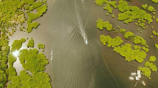 istock Aerial view of Mangrove forest and river 1162999826