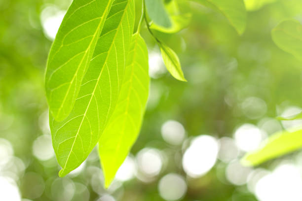 istock Close up green leaves nature view on blurred greenery background. 1162999850