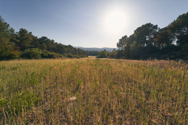 istock Field landscape in a sunny day 1162999869