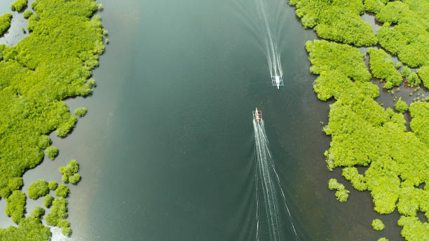 istock Aerial view of Mangrove forest and river 1162999971