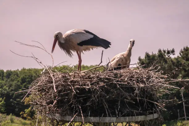 Knokke-Heist, Flanders, Belgium -  June 18, 2019: Zwin Bird Refuge. Closeup of adult stork and chick storks sitting on nest made on top of pillar against evening sky. green foliage.