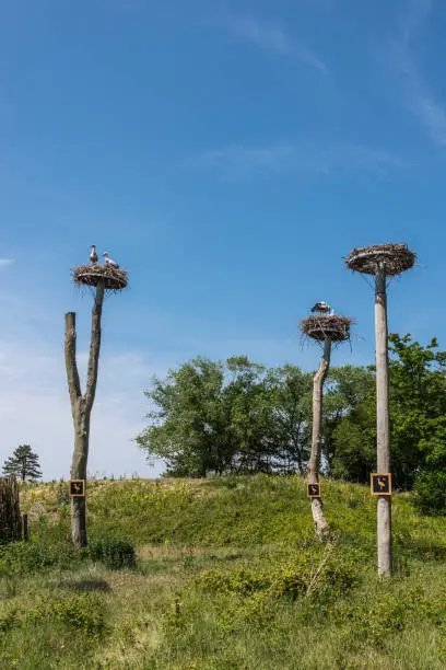 Knokke-Heist, Flanders, Belgium -  June 18, 2019: Zwin Bird Refuge. Three stork nest on pillars. Two of them with birds. Against blue sky. Dunes and trees with green foliage.