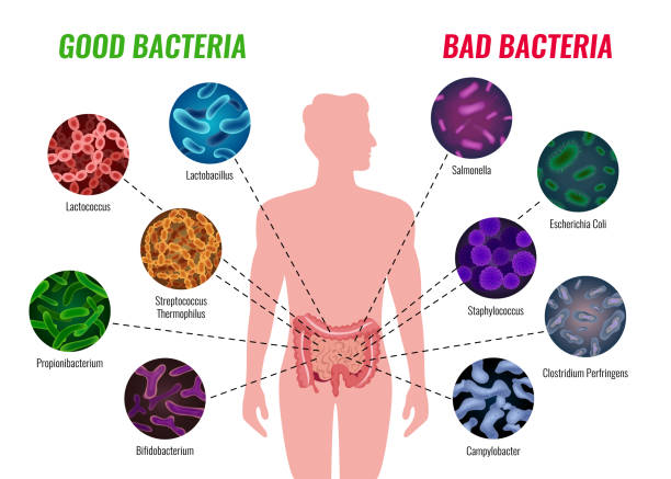 ilustraciones, imágenes clip art, dibujos animados e iconos de stock de cartel de bacterias buenas y malas - clostridium