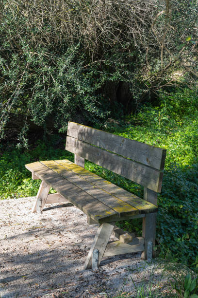 istock Old park bench with leafy green grass all around 1163000381