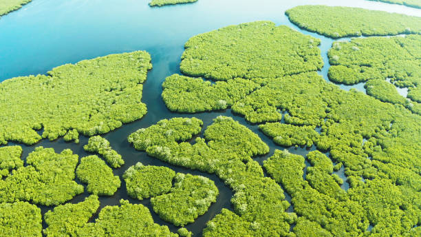 istock Aerial view of Mangrove forest and river 1163001342