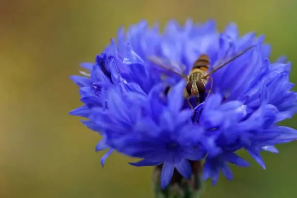 Hoverfly on a cornflower