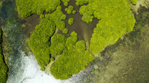 istock Aerial view of Mangrove forest and river 1163001428