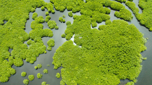 istock Aerial view of Mangrove forest and river 1163001466