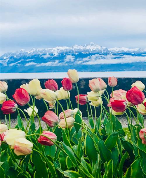 istock Beauty of Switzerland 1163001484