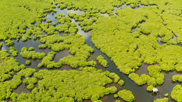 istock Aerial view of Mangrove forest and river 1163001549