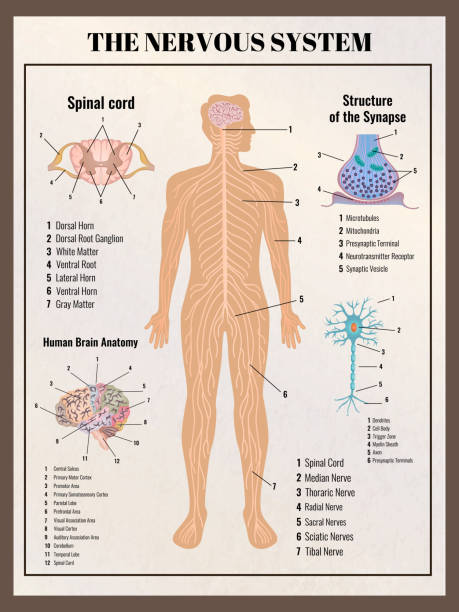 Nervous System Retro Poster Neurology poster with retro vintage style infographic elements images of body innards and editable text captions vector illustration health poster stock illustrations
