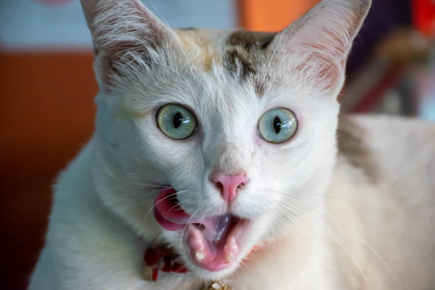 istock Close up of funny cat with blurred background 1163002391