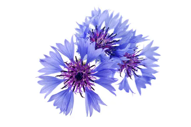 Blue cornflowers isolated on a white background.