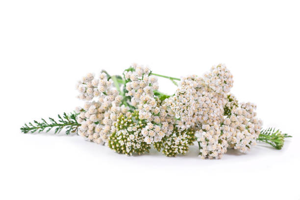 istock Common Yarrow (Achillea millefolium) flowering plant 1163002915