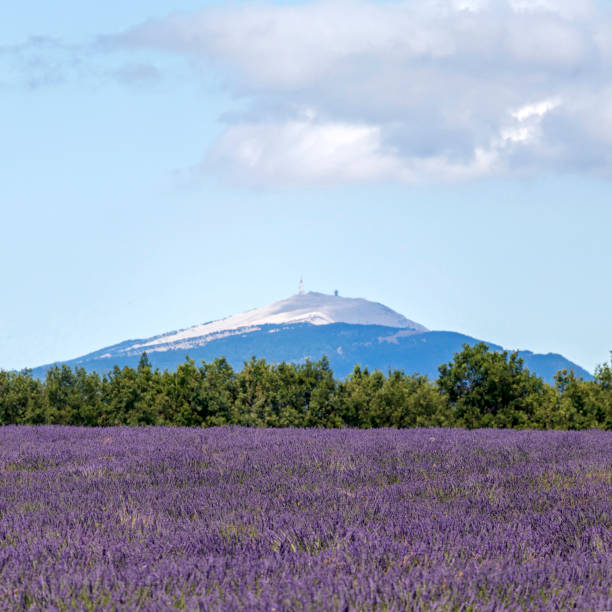 Blurred background with lavender fields and Mont Ventoux in the distance, South France