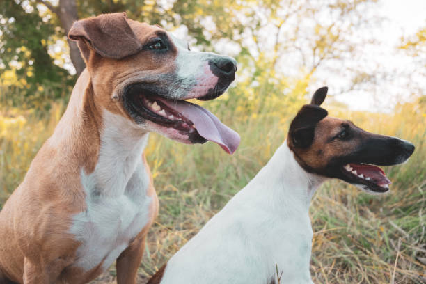 istock Two funny dogs outdoors. 1163004526