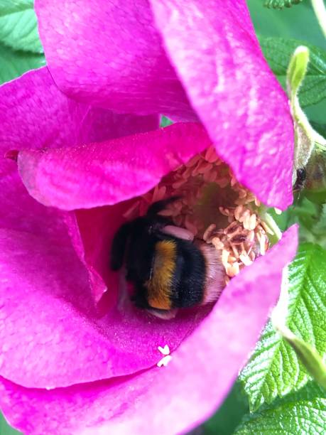 istock Bumblebee in a Flower 1163007212