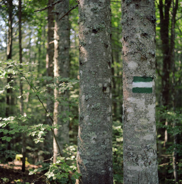Markings which indicate the continuity, in both directions, of a  marked route. These colors, red and white, are adopted by the CAI (Italian Alpine Club) for trail marking. This was photographed on Monte Abetone,  Tuscany, Italy
