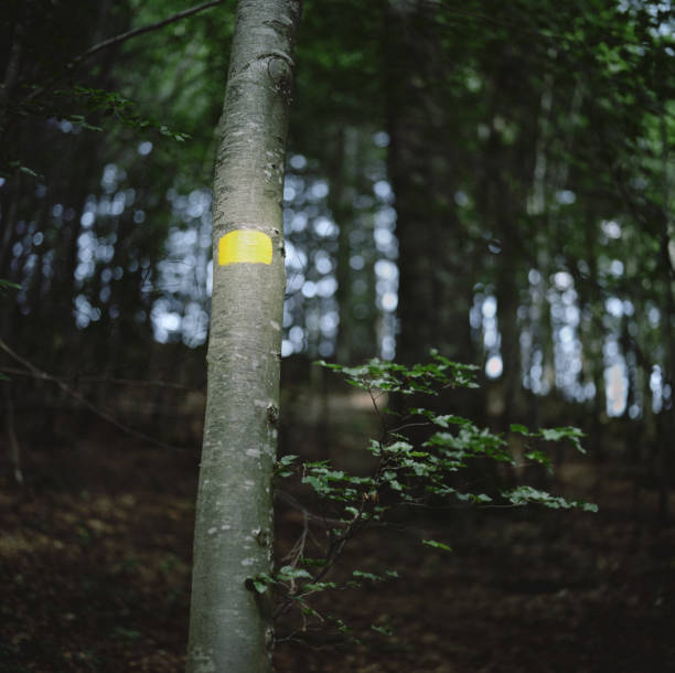 istock CAI hiking marking on a tree in the woods 1163007339
