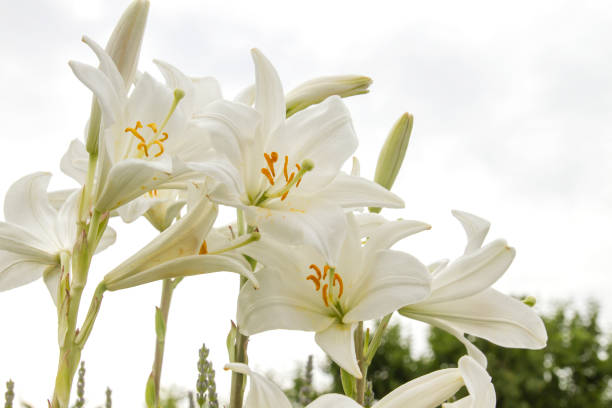 Lilium candidum white flowers blooming